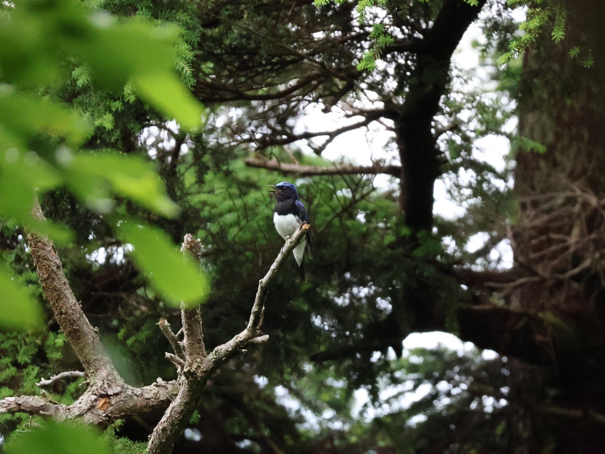 麻布学園生物部鳥班 tweet media