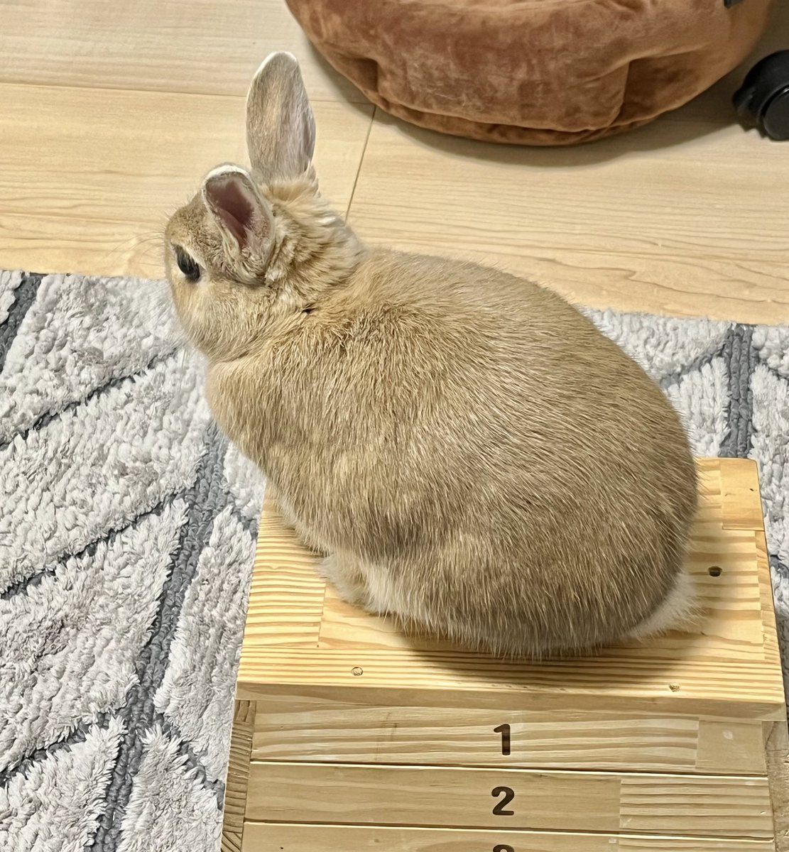 WorldNimo's tweet image. 佇むみそピー
#ネザーランドドワーフ #うさぎ #rabbit #可愛い #うさぎのいる生活 #みそピー