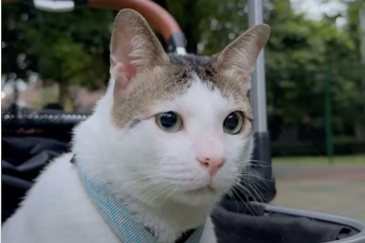 KittyFreddy (@freddykitty) on Twitter photo Friends, please meet Bobby, a former stray, now the Indonesian "First Cat". Larry <a href="/Number10cat/">Larry the Cat</a>, have you seen what he's getting? State honours, government facilities! I suggest you request a white limo and a police escort immediately. Don't let Bobby outshine you! #CatsOnTwitter Friends, please meet Bobby, a former stray, now the Indonesian "First Cat". Larry <a href="/Number10cat/">Larry the Cat</a>, have you seen what he's getting? State honours, government facilities! I suggest you request a white limo and a police escort immediately. Don't let Bobby outshine you! #CatsOnTwitter