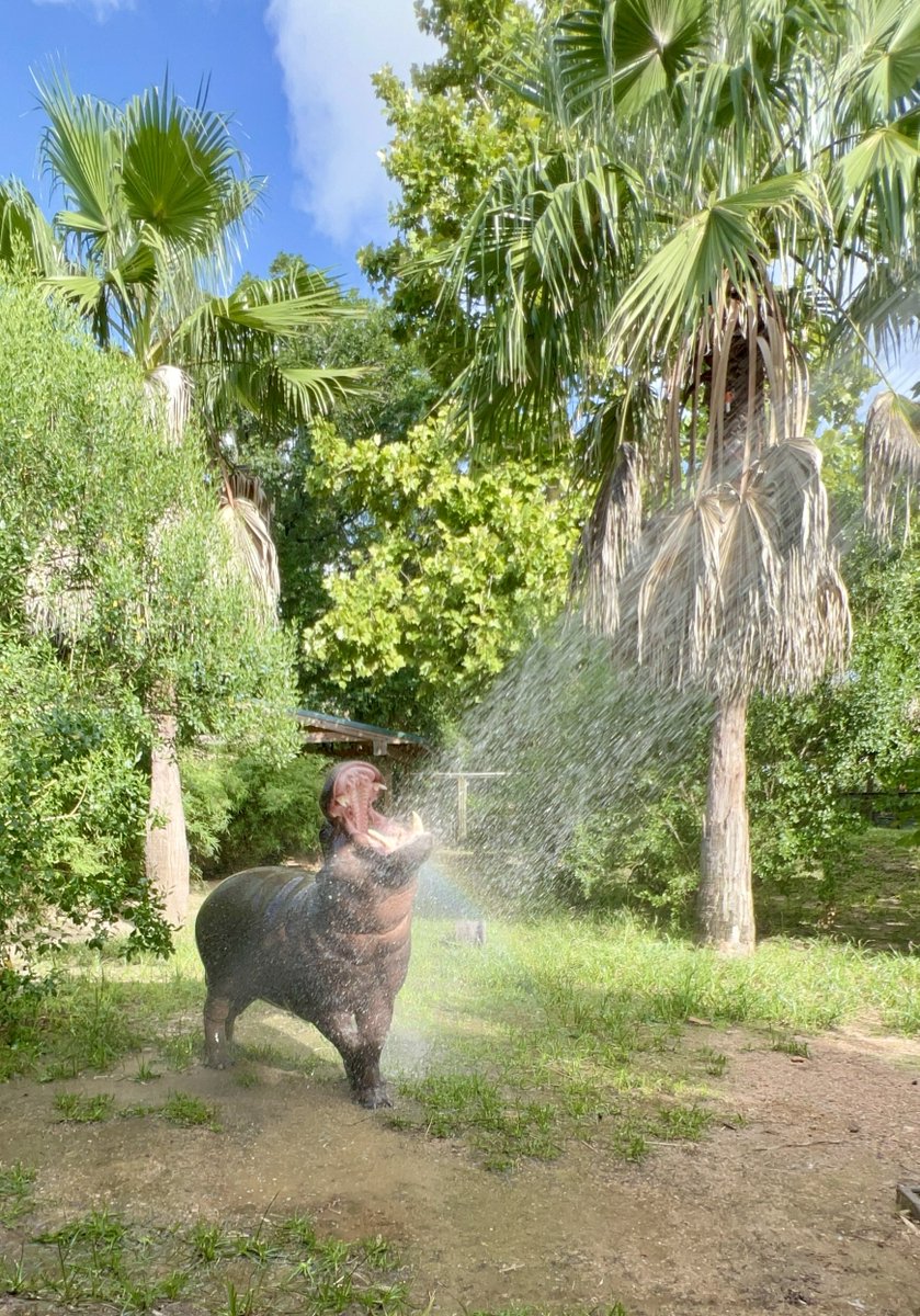 Starting the week with a splash! 💦 Akobi our pygmy hippo has got the right Monday attitude. #MondayMood

📸: Hoofstock Keeper Meagan