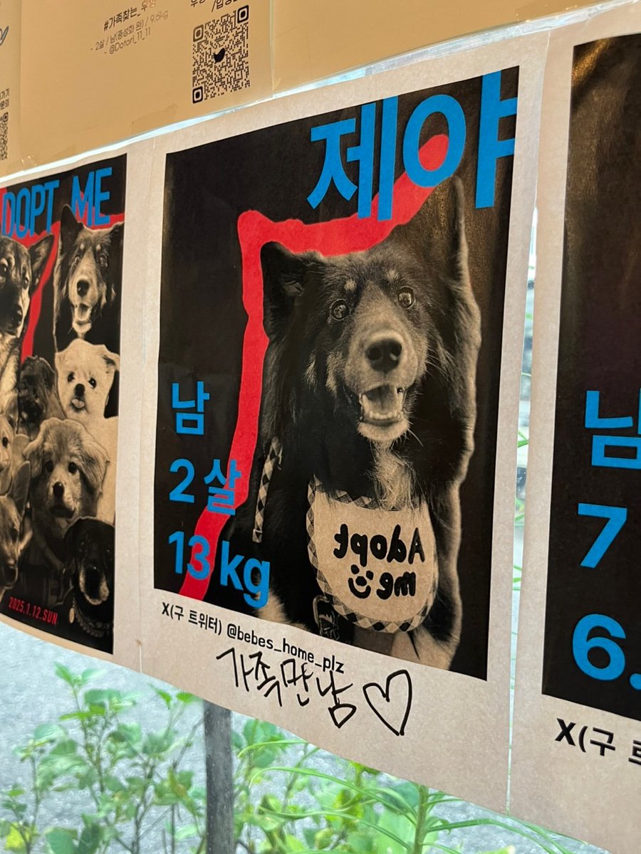 bebes_home_plz's tweet image. 알루에 계신 손님분들께 제야의 입양을 성대하게 축하받았다🤣🎉
세상에 노래까지 불러주심ㅋㅋㅋㅋㅋㅠㅠㅠ 낯뜨거웠지만 너무나 마음이 훈훈해지는 경험...🥹

이렇게 따듯한 경험을 만들어주신 알루 사장님과 손님분들과 제야를 응원해주신 모든 분들께 감사하여요♥️

그리고 간장떡볶이 꼭드세
