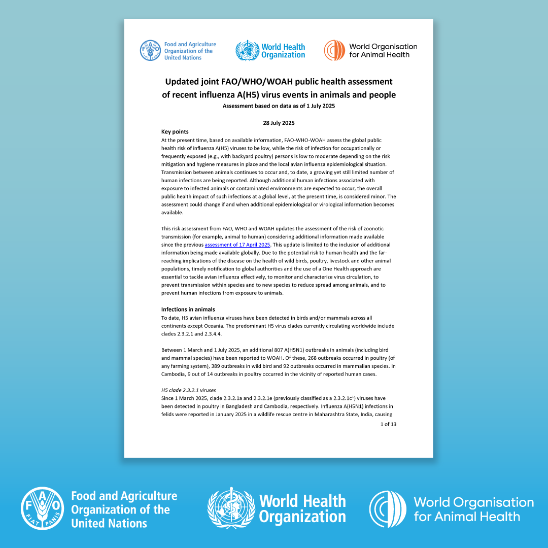 FAO Livestock (@faolivestock) on Twitter photo 📢 #OutNow | Updated joint <a href="/FAO/">Food and Agriculture Organization</a>/<a href="/WHO/">World Health Organization (WHO)</a>/<a href="/WOAH/">World Organisation for Animal Health</a> public health assessment of recent #influenza A(H5) virus events in animals & people
Transmission between animals continues, with a growing yet still limited number of human infections reported.
🔗bit.ly/3INeHFM 📢 #OutNow | Updated joint <a href="/FAO/">Food and Agriculture Organization</a>/<a href="/WHO/">World Health Organization (WHO)</a>/<a href="/WOAH/">World Organisation for Animal Health</a> public health assessment of recent #influenza A(H5) virus events in animals & people
Transmission between animals continues, with a growing yet still limited number of human infections reported.
🔗bit.ly/3INeHFM