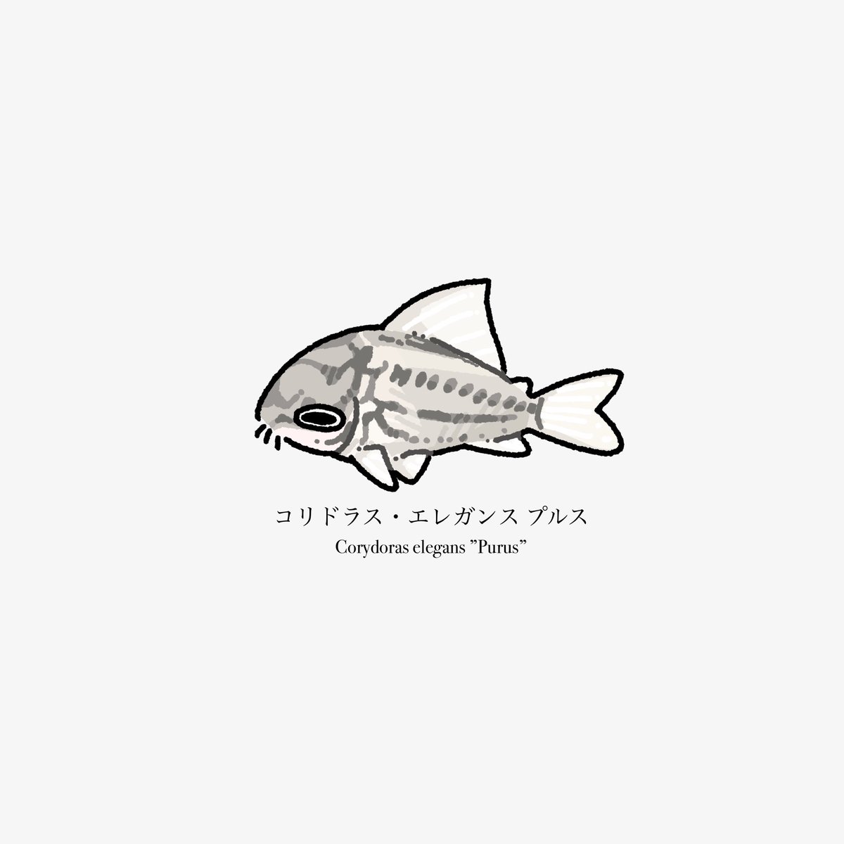Uebara_day's tweet image. 🐟83日目
ｺﾘﾄﾞﾗｽ・ｴﾚｶﾞﾝｽ ﾌﾟﾙｽ