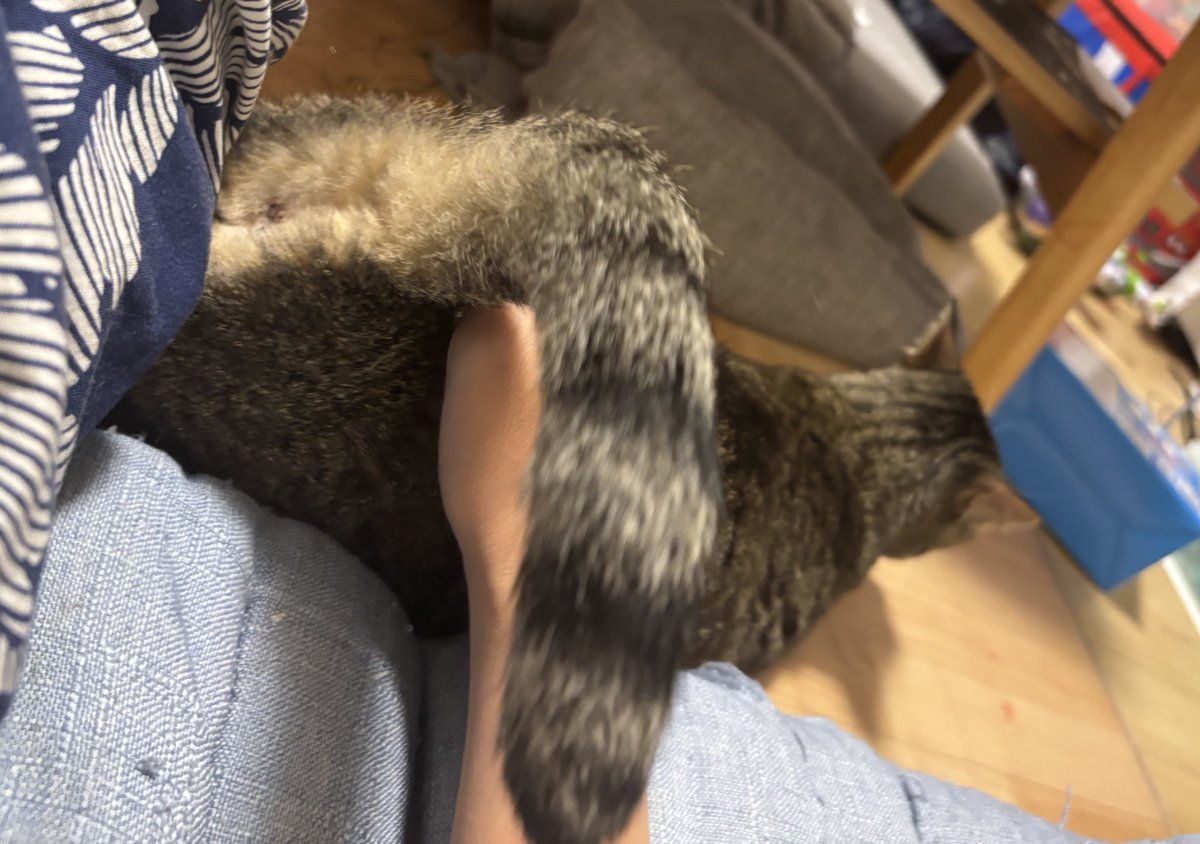 chaca21911's tweet image. 不在お怒りキャット（昨日弟がエサやりに来てくれました）（それとこれとは別） #今日のネコのココ