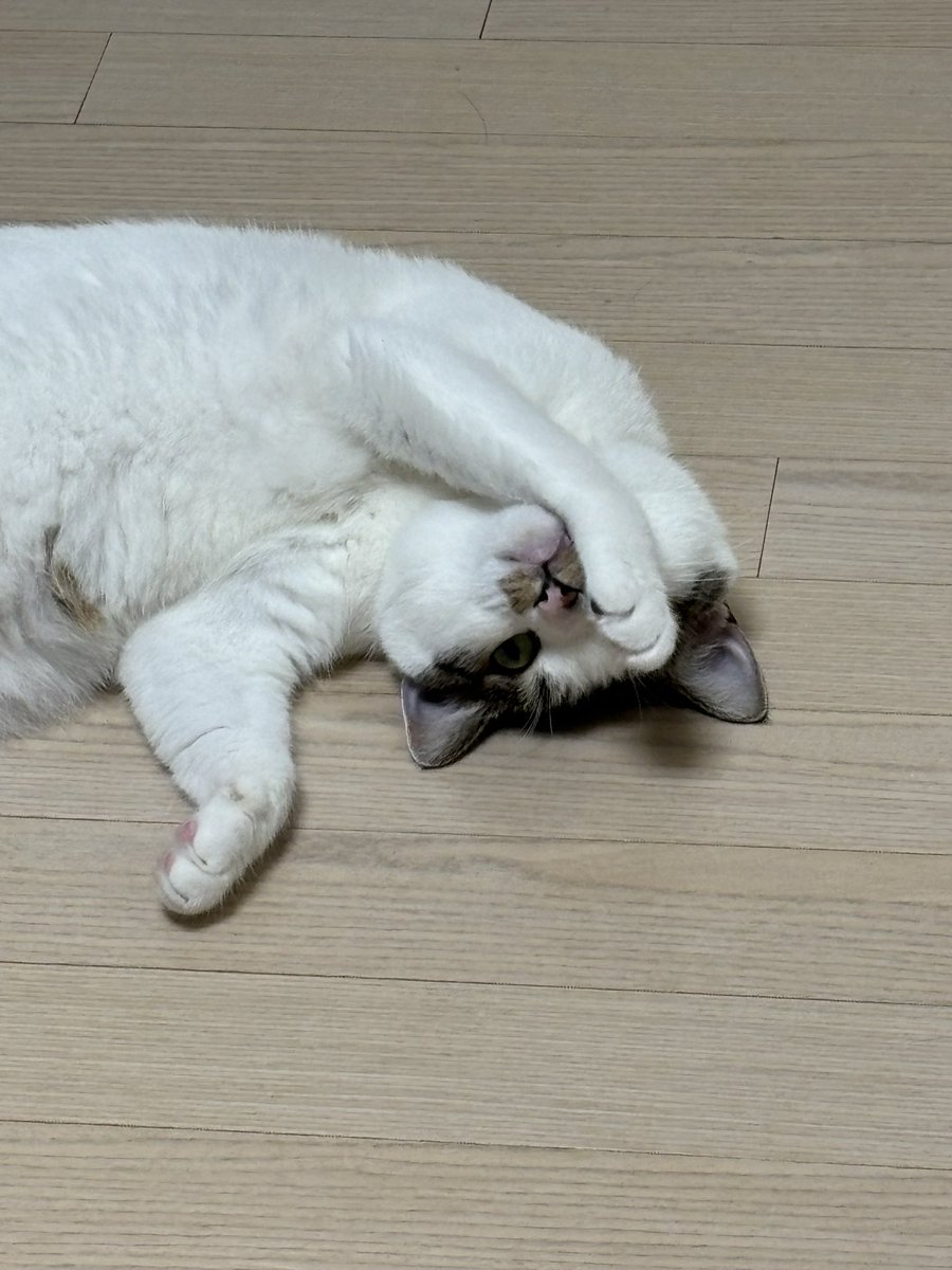 내 안의 흑염묘가…! 깨어난다…!