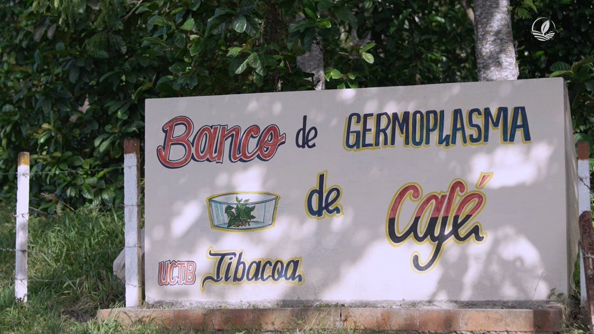 En nuestro más reciente programa descubrimos por qué el café Crystal Mountain, es uno de los más cotizados del mundo. Conversamos con Braulio, productor de la zona, quien junto a expertos de la Estación Experimental de Jibacoa, aplica la ciencia para el mejoramiento del cultivo.