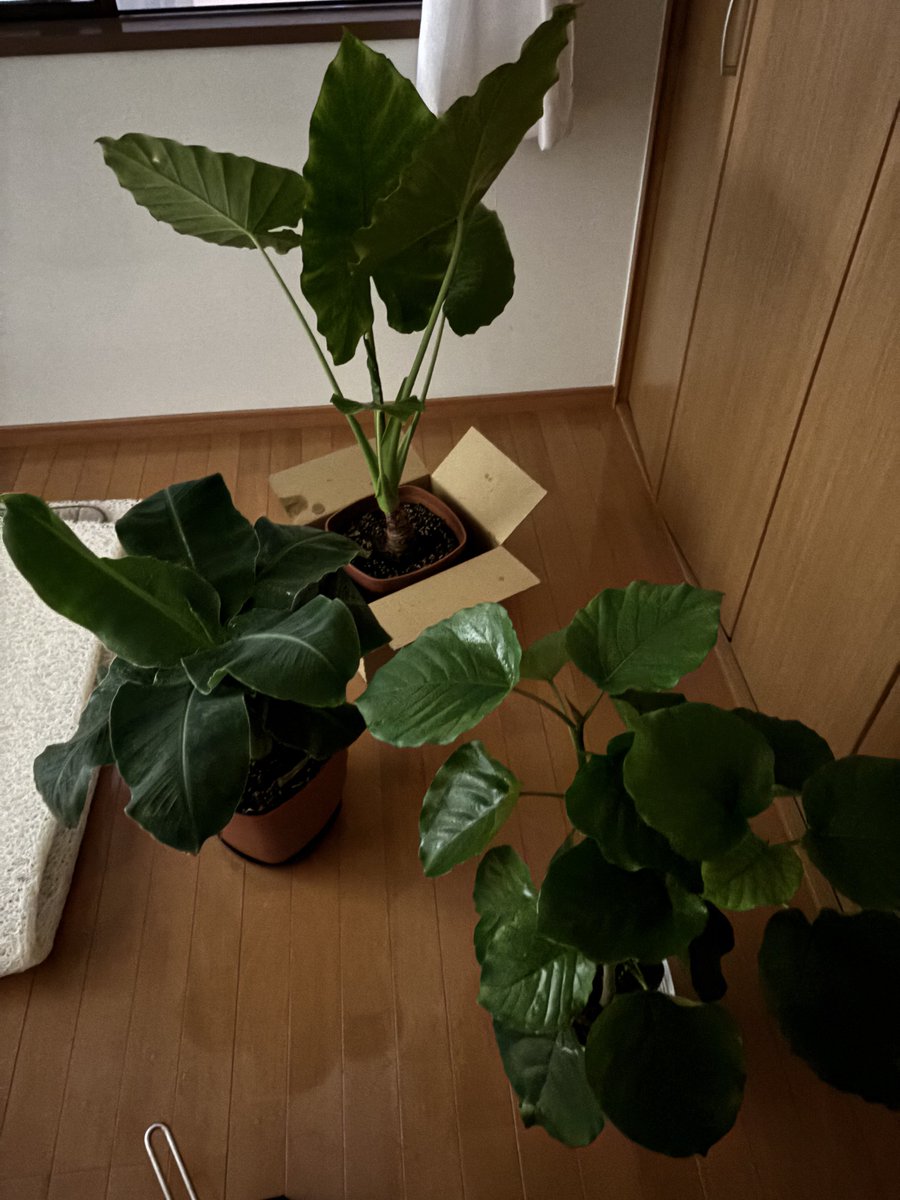 ZO29nj4jm's tweet image. ちゃんといるよ(別の部屋に)