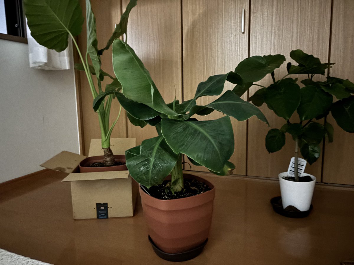 ZO29nj4jm's tweet image. ちゃんといるよ(別の部屋に)
