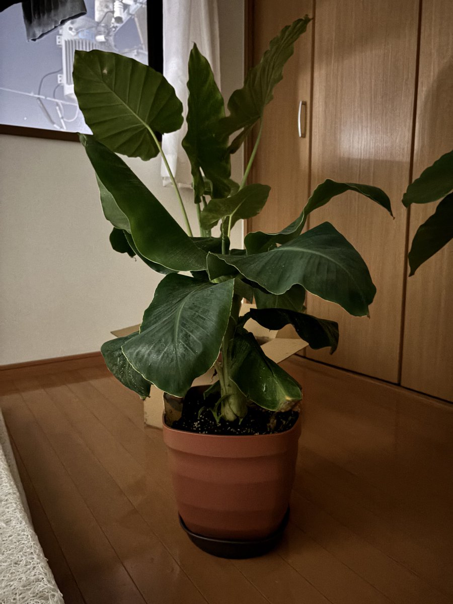 ZO29nj4jm's tweet image. ちゃんといるよ(別の部屋に)