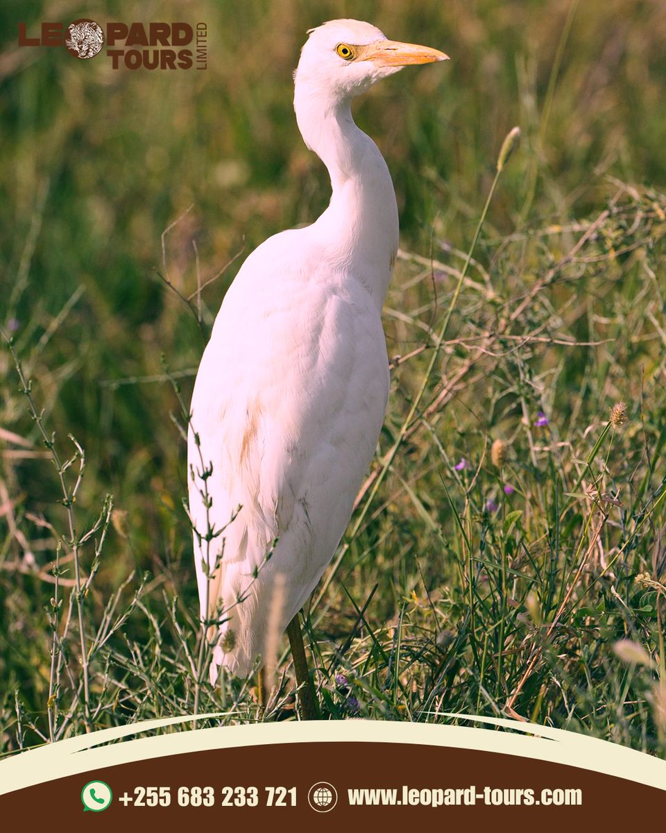 Leopard Tours Ltd tweet media