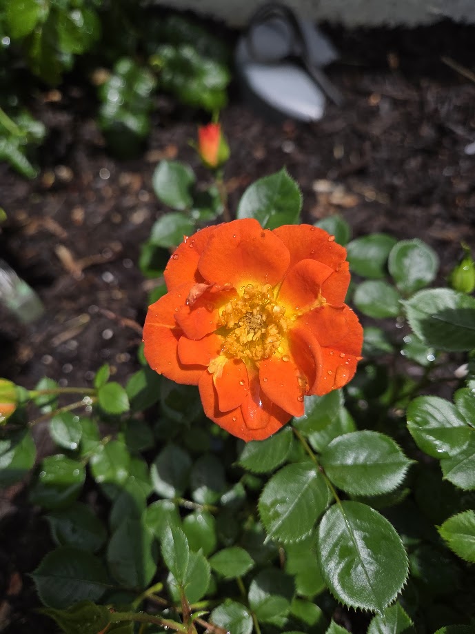 DanJKroll's tweet image. Happy thirty-eighth day of summer to all who celebrate. This is the "Honey Bee Lovely," a groundcover rose with the cutest little orange blooms. I have it placed right outside my door so I can see it every time I leave or come home. 🌱 #summer #rose #flowers #KrollManor