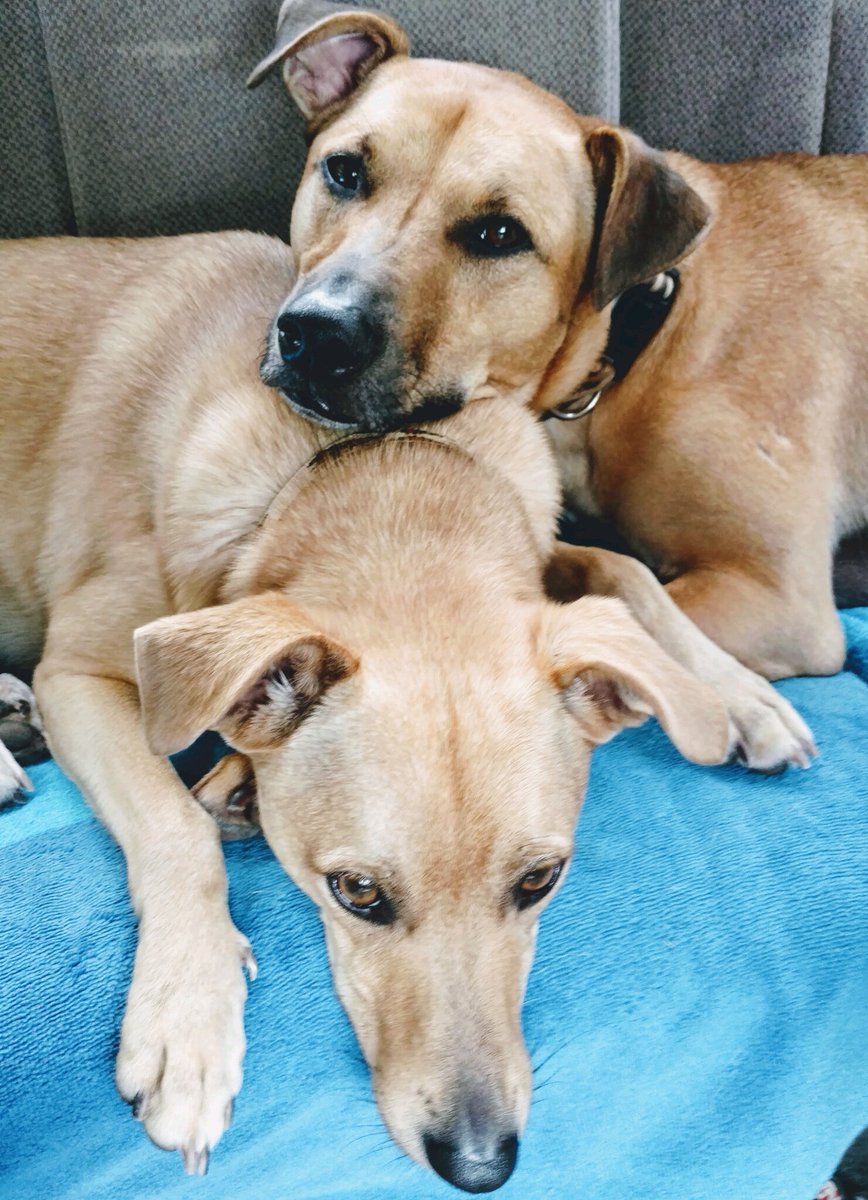 My babies!! 🐕‍🦺🦮 Rescues rock!! 🥰♥️
