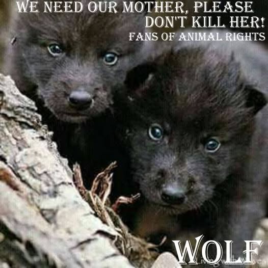 CagesFree's tweet image. “We have doomed the #wolf not for what it is, but for what we deliberately and #mistakenly perceive it to be –the mythologized epitome of a savage ruthless killer – which is, in reality, no more than a reflected image of ourself.”
― Farley Mowat