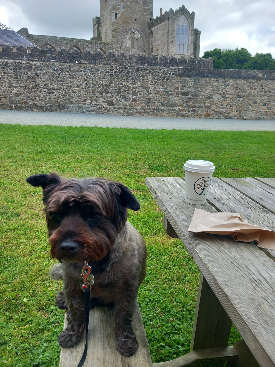 I tried to pretend I wasn't interested in the treat from Mr. Hamish's coffee wagon! 😂😂
It was one of his delicious home made cookies 😋😋