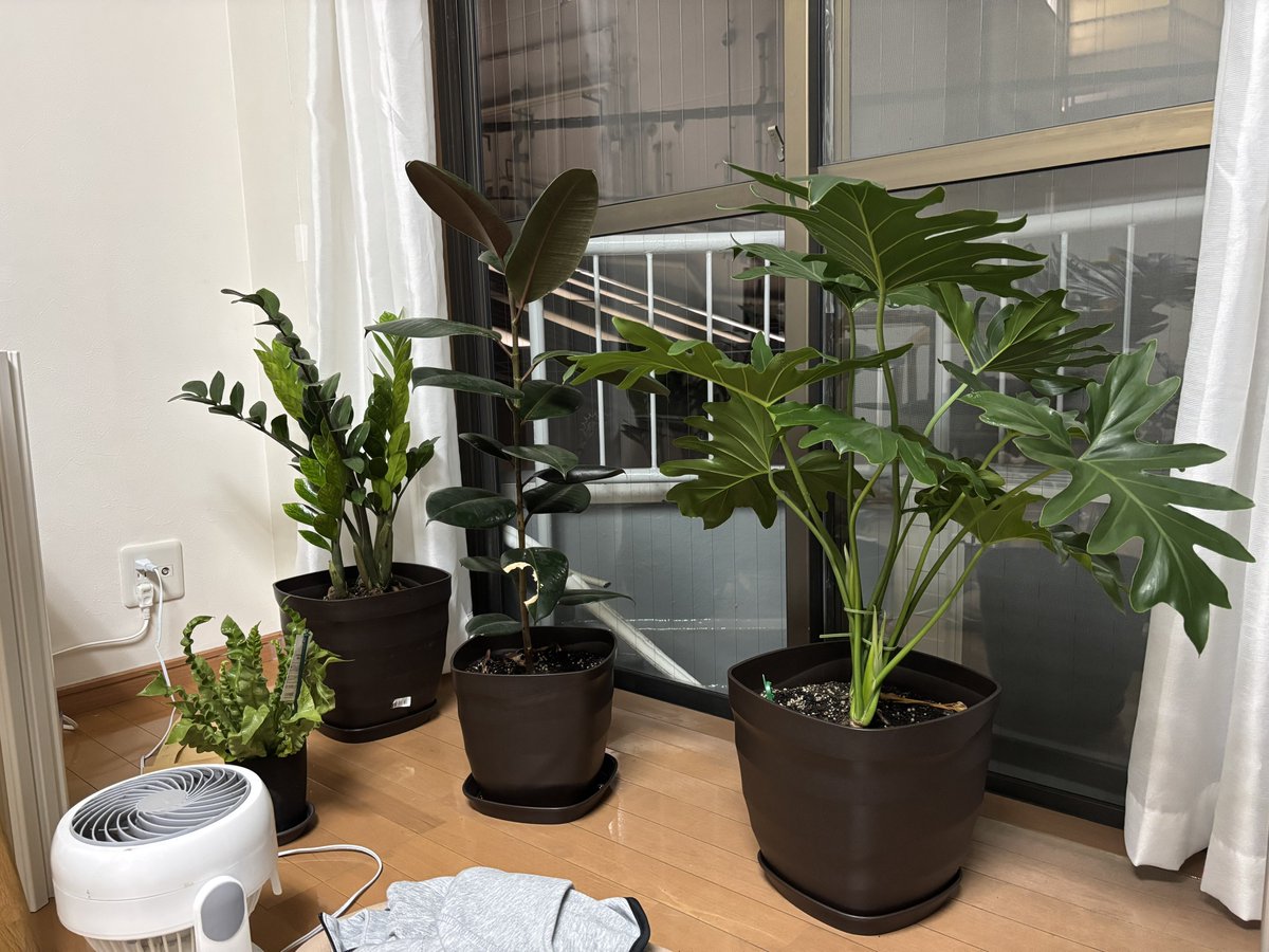 ZO29nj4jm's tweet image. これはいつもの部屋、葉っぱ上向きみんなげんき