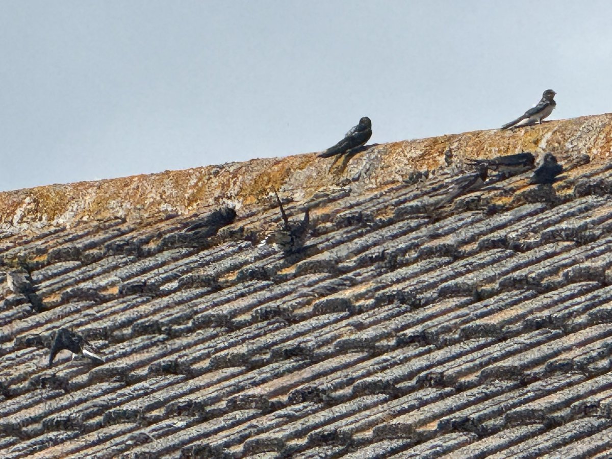 JackiHicks's tweet image. There seems to be a lot of Barn Swallows flitting around โฆ is that a sign of something ๐ค #Birds #BarnSwallows