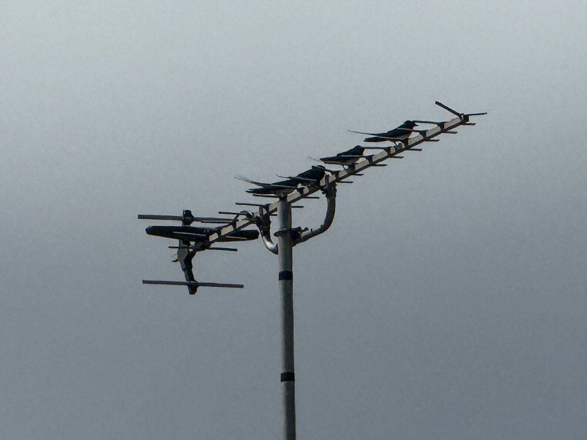 JackiHicks's tweet image. There seems to be a lot of Barn Swallows flitting around โฆ is that a sign of something ๐ค #Birds #BarnSwallows