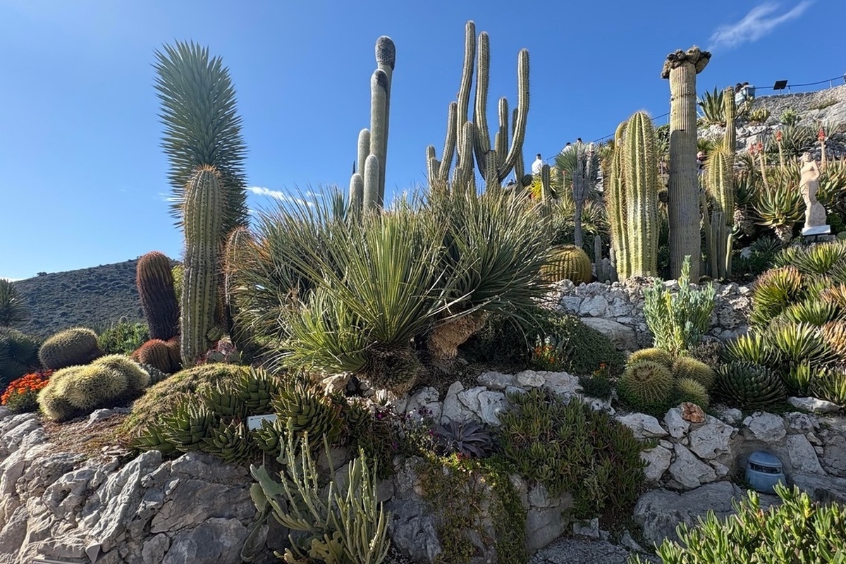 Cet été, Monaco met les cactus à l’honneur avec l’exposition « CACTUS » au Nouveau Musée National de Monaco. Elle […] monaco-tribune.com/2025/07/5-anec…