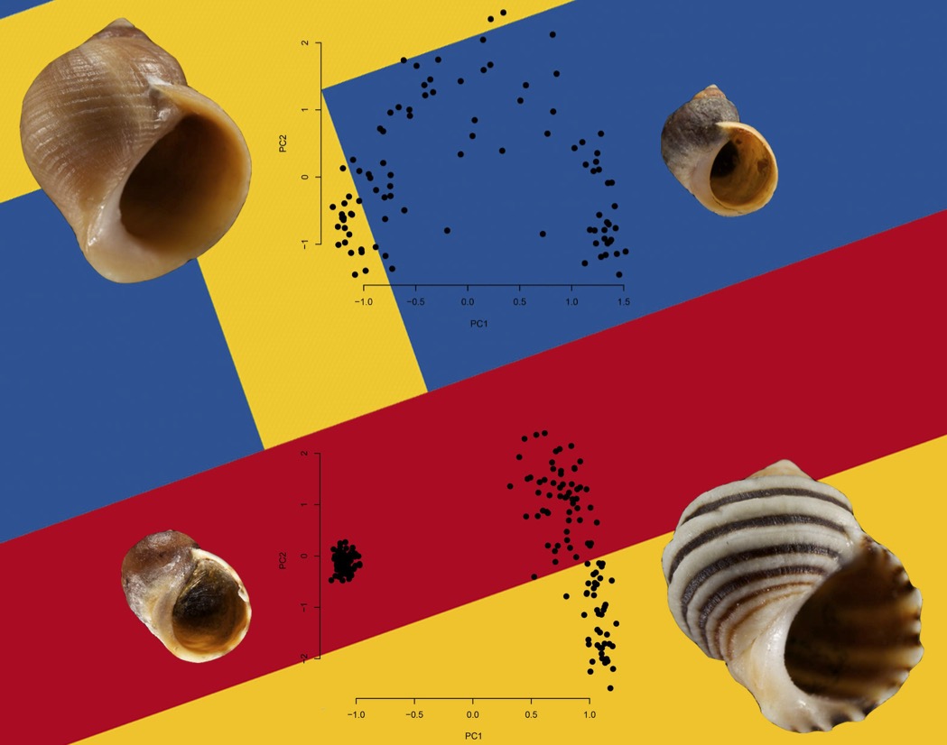 FraRaff_Delfina's tweet image. 🤫Spoiler:
❤️‍🩹 Sweden: Gradual gene flow = "It's complicated but still in love"
💔 Spain: Sharp genetic splits = "We’re almost done here"
Turns out, chromosomal inversions, habitat layout, and time can rewrite the rules of #speciation!
#ScienceIsCool #EvolutionInAction
