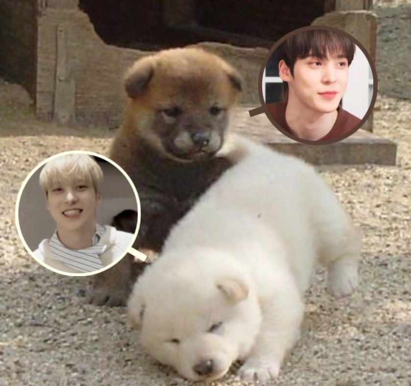 ooohnuy's tweet image. ⠀   🍫 ⠀ ⠀ ⠀  ⠀ 🍨
chocolate  &amp;amp;  vanilla