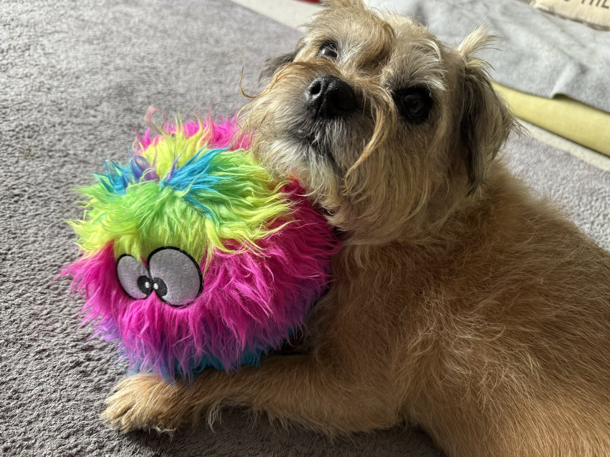 DuncanPickles's tweet image. I’ve had a brush pals… I now look smarter than my new birthday ballie 😆 #DuncanPickles #dogsofX #btposse #MondayMotivation