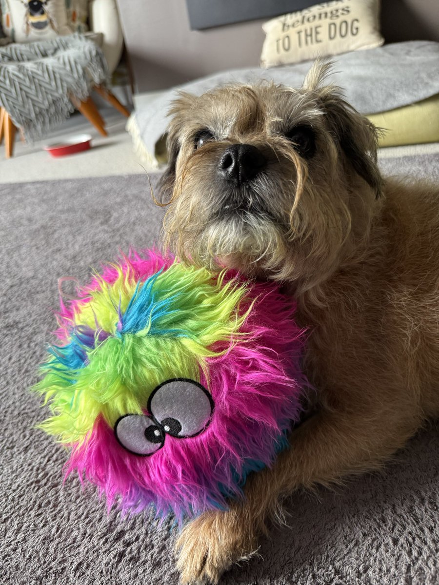 DuncanPickles's tweet image. I’ve had a brush pals… I now look smarter than my new birthday ballie 😆 #DuncanPickles #dogsofX #btposse #MondayMotivation