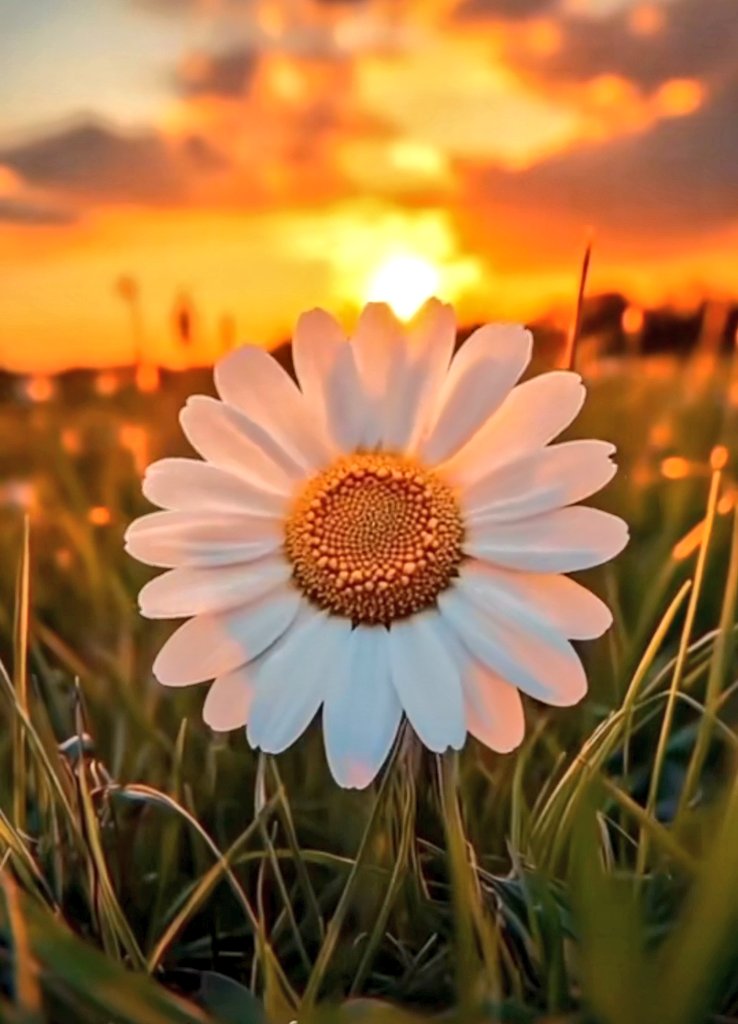 Bendecido día e inicio de Semana tengan tód@s 🤍🩷💛 vamos por una Semana colmadas de éxitos☀️🍀🤗🥰🫶