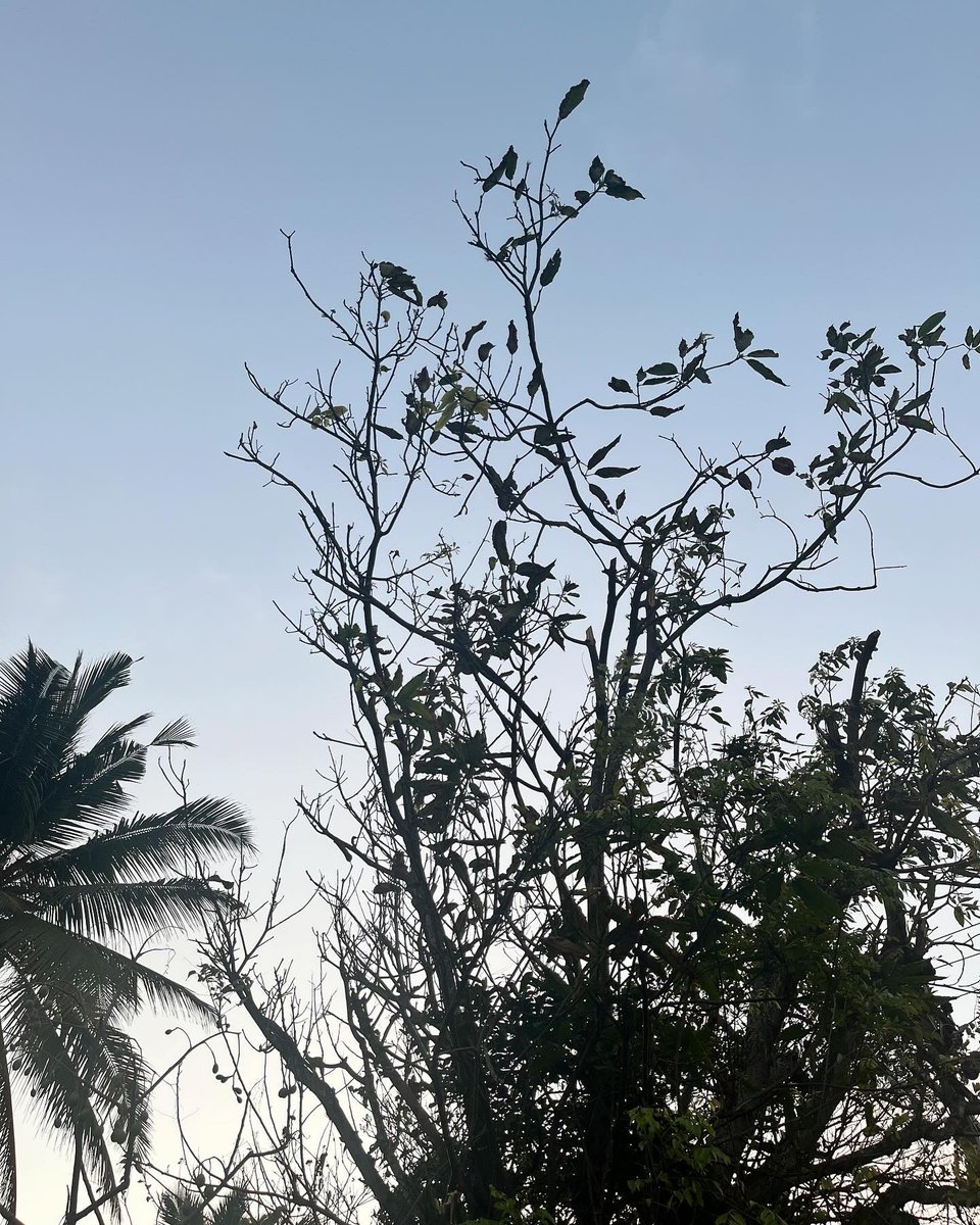 EauCeylon's tweet image. 