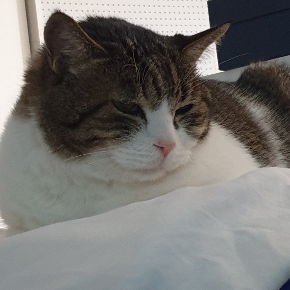 Dochae_bibi's tweet image. 14년을 저와 함께했던 묘르신이 방금 떠났습니다 가장 철없을 때부터 고생만 시켰는데 미안해집니다... 그동안 묘르신의 건강을 기원해주시고 아껴주셨던 모든 분들에게 감사합니다 마지막 가는 길 괜찮다면 편히 갈 수 있도록 기도 한 번 부탁드립니다.