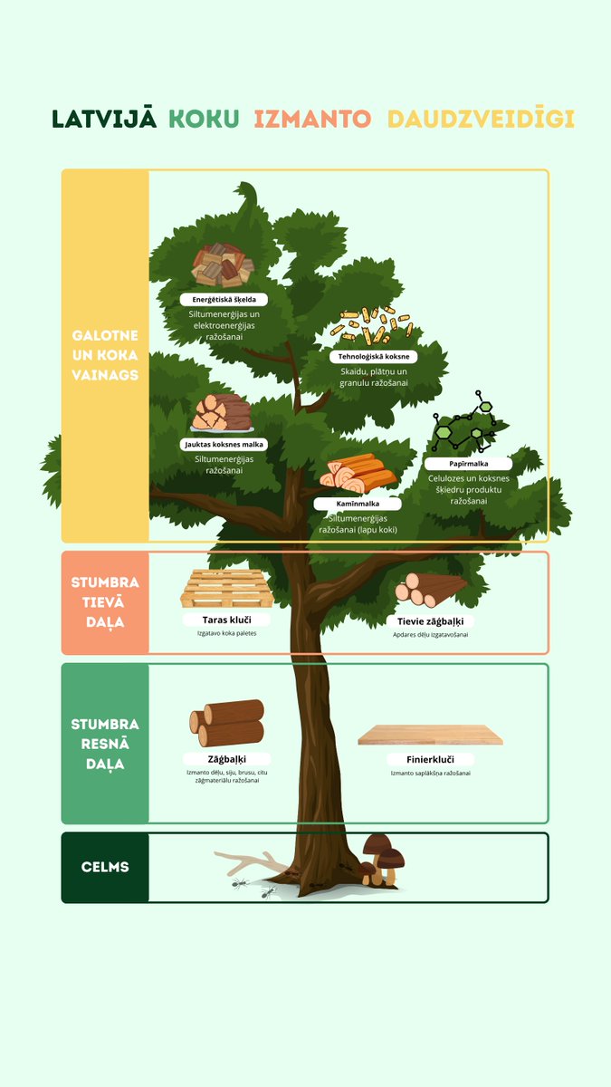 Kā Latvijā izmanto iegūto koksni?

#mežsaimniecība #kokrūpniecība #MežaDraugs