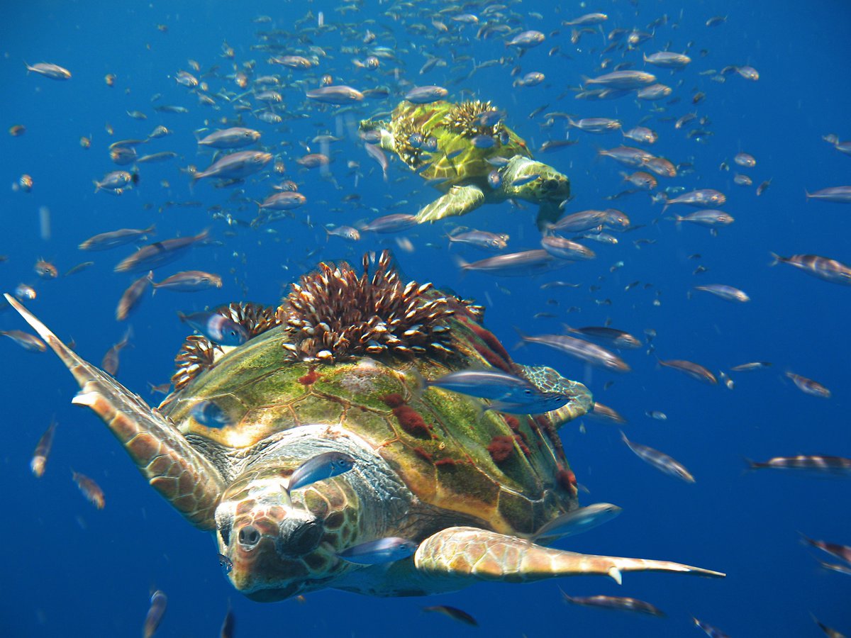♻️#TecnologíaAzul: Orgullosos de participar en el proyecto #LifeOasis para reducir basura marina y #pesca fantasma en el #Mediterráneo. 

Aplicamos #tecnología de monitorización a aFADs artesanales para proteger especies vulnerables como la tortuga boba.

satlink.es/es/ciencia-y-s…