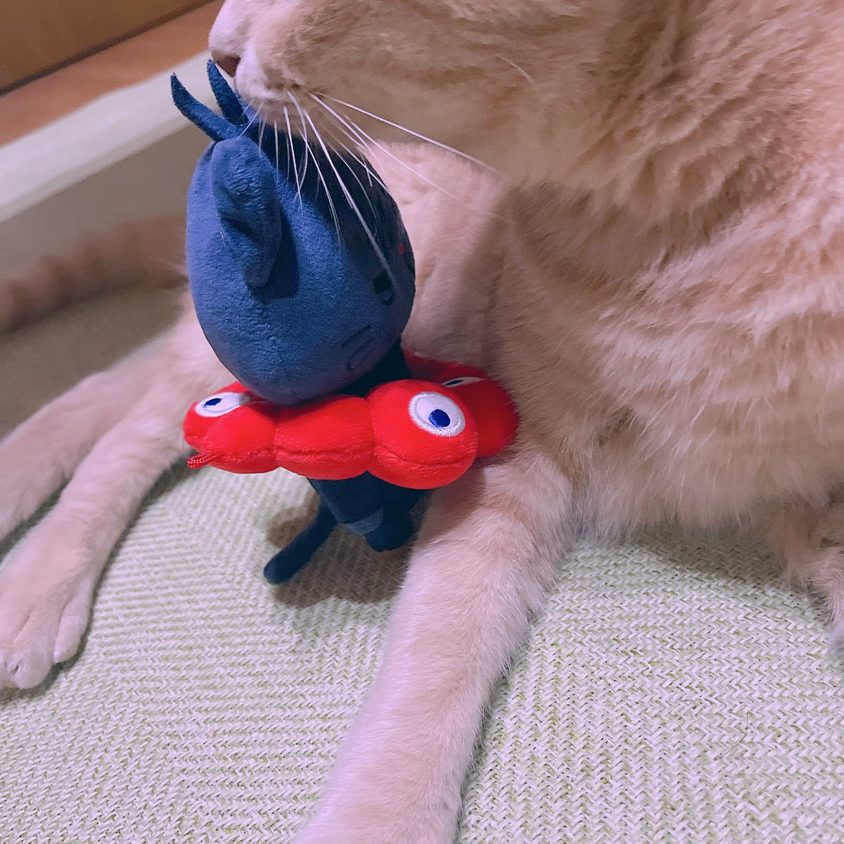 junomito's tweet image. すんすん🐱