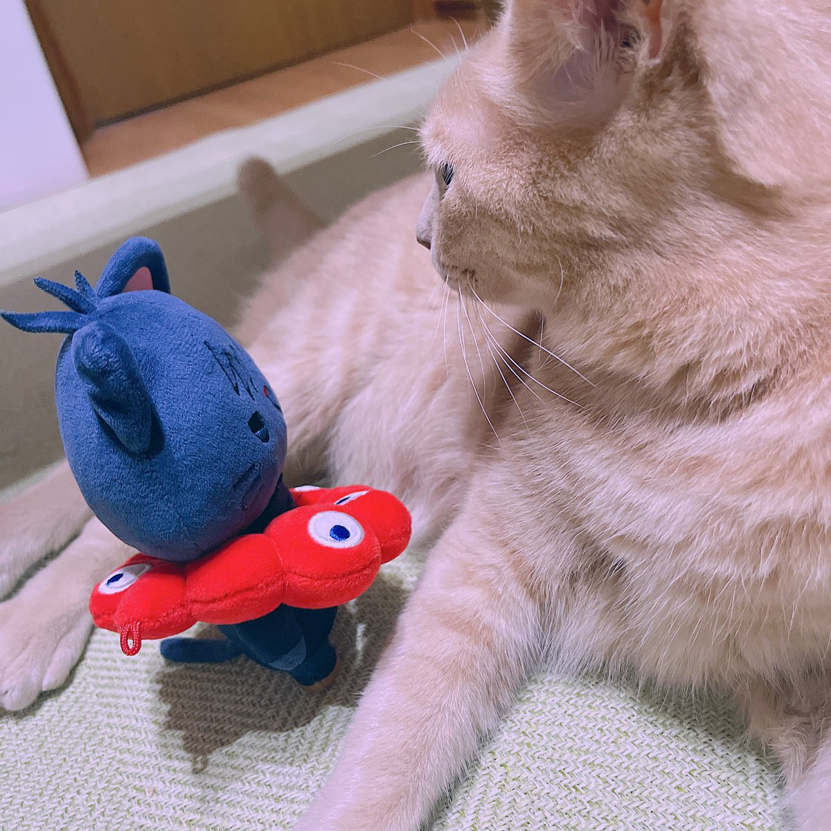 junomito's tweet image. すんすん🐱