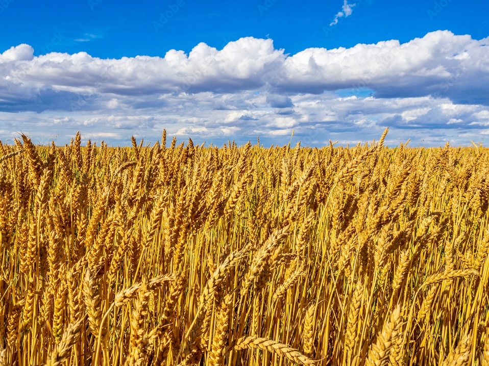 Canuckle+ 17: PRAIRIE 🌾🌅🚜
The Prairie provinces—Manitoba, Saskatchewan, and Alberta—are home to some of Canada’s most iconic landscapes: endless skies, golden wheat fields, and gently rolling grasslands. These lands hold deep cultural and ecological importance, rooted in Métis