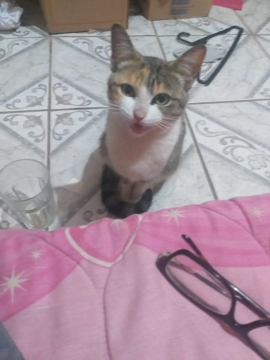 MitOurico's tweet photo. OLÁ PRECISO DE AJUDA URGENTE!!!
Bom dia, eu tenho uma gata na casa de minha mãe que irá se mudar a outro estado e não ha ninguém que tenha para ficar com a Napoli ( gatinha de 1 ano e 6 meses), infelizmente moro com minha vó e fui ameaçado de ser expulso de casa caso a trazesse+ https://t.co/FhenKMvsPf