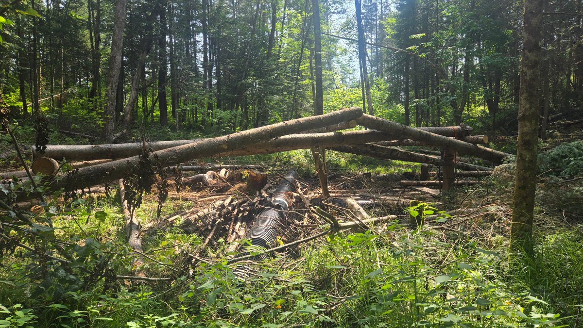 __Average_Joe__'s tweet image. The bridge is coming along
It's crazy that at almost 60 y/o I'm doing stuff I wouldn't havebdreamed of at 20