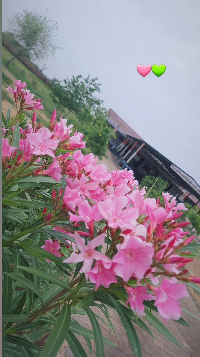 🌸🍃

दिल से जो छटे बादल तो आँख में सावन है
ठहरा हुआ दरिया है बहता हुआ पानी है

~बशीर बद्र