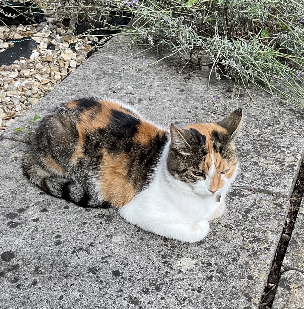 Tessie 💙 RIP Olly 🐾 (@littletess3) on Twitter photo Happy #kittyloafmonday pals! Wishing you all a happy Noo week! Hugs for 😇 Olly & Al <a href="/AlanSla90124663/">Olly the Cat, Monarch of The Moglets. RIP Maximus.</a> and big loafy cuddles for my Tigger <a href="/Charcoalgm13924/">Tigger, Charcoal and Zuko</a> #CatsOfTwitter #CalicoCrew #BeKind Happy #kittyloafmonday pals! Wishing you all a happy Noo week! Hugs for 😇 Olly & Al <a href="/AlanSla90124663/">Olly the Cat, Monarch of The Moglets. RIP Maximus.</a> and big loafy cuddles for my Tigger <a href="/Charcoalgm13924/">Tigger, Charcoal and Zuko</a> #CatsOfTwitter #CalicoCrew #BeKind