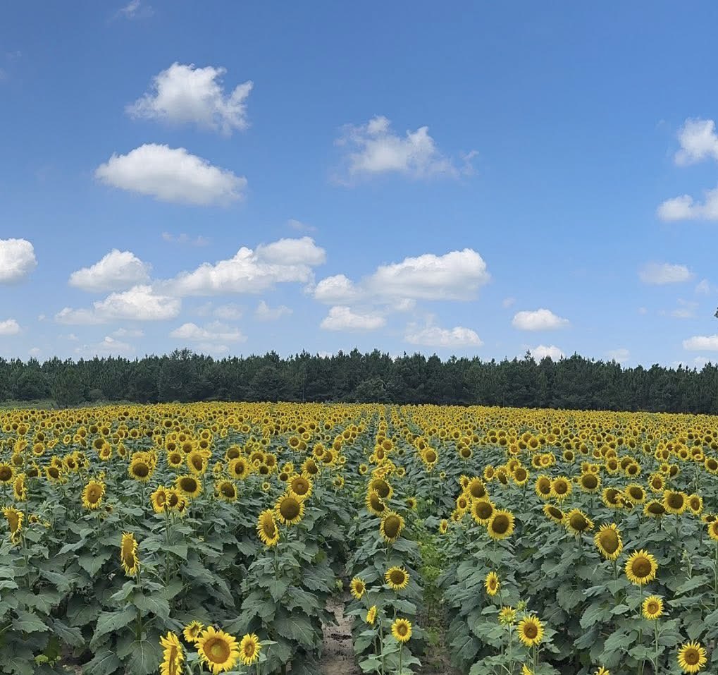 hmkesler's tweet image. In a field of flowers, always remember to be a ray of sunshine!!🌻🌞🌻

Photo by my friend, Chris Shae