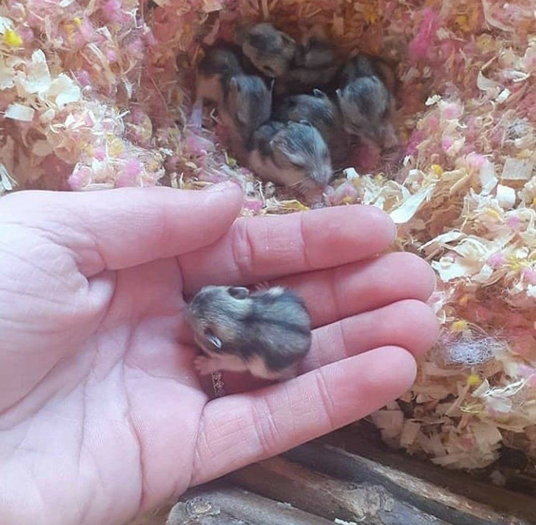 hamster (@hamsterie) on Twitter photo 