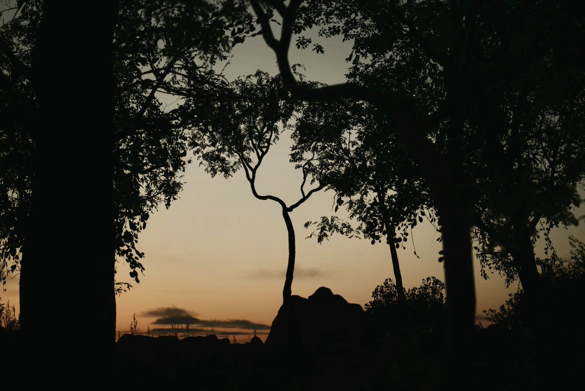 Taryn_VP's tweet image. Lushfoil Photography Sim (PS5)