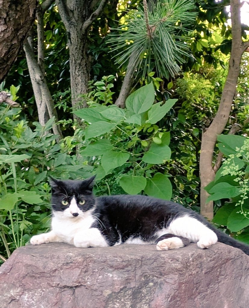 2610Am's tweet image. 自分を大切にする意識を持つと
色んなことが変わってきました
#猫のいる暮らし