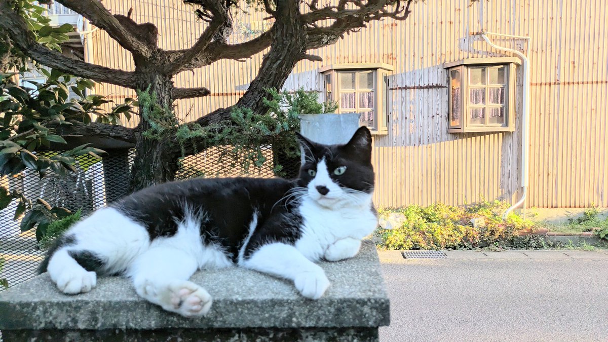 2610Am's tweet image. 自分を大切にする意識を持つと
色んなことが変わってきました
#猫のいる暮らし