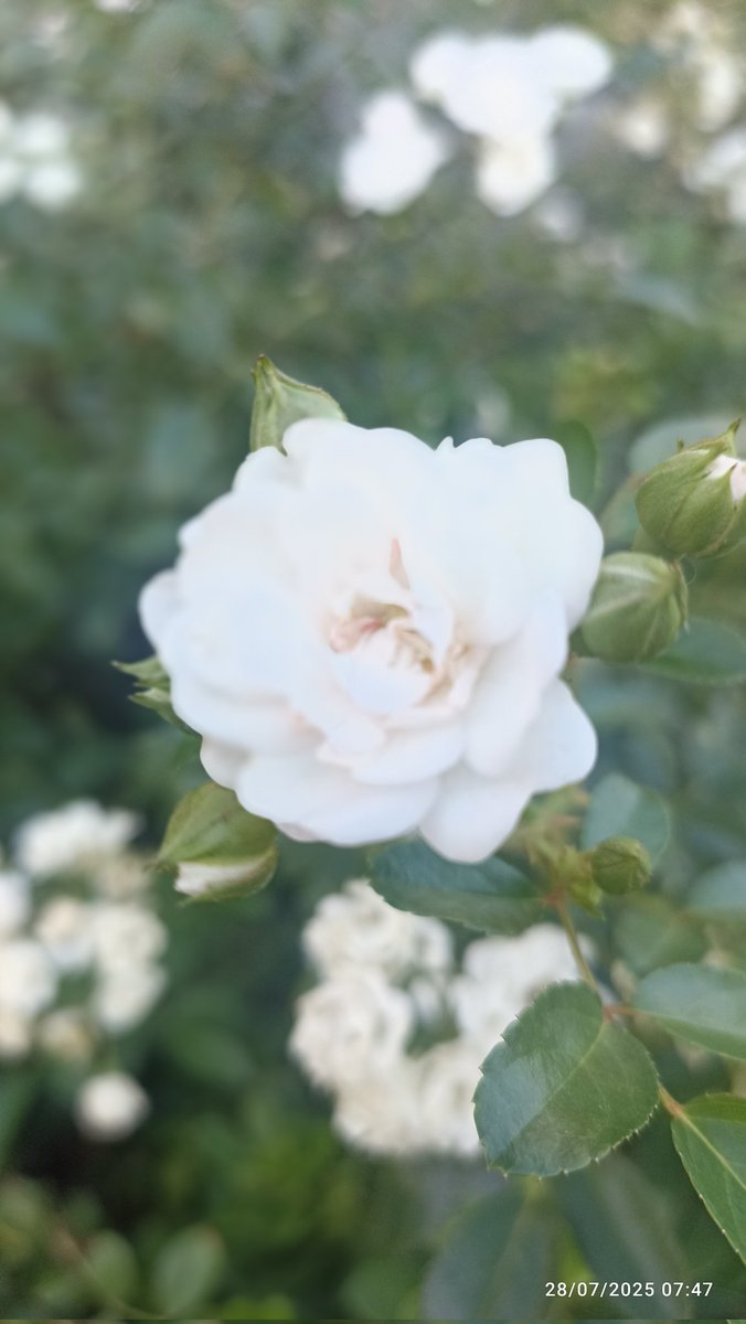 rondet_eric's tweet image. « La prose ayant une lettre de trop, la rose choisit la poésie. »
(Robert Sabatier,  « Le livre de la déraison souriante »)
📸 (« Ce matin fut brillant que j&apos;aime en toi !»)
