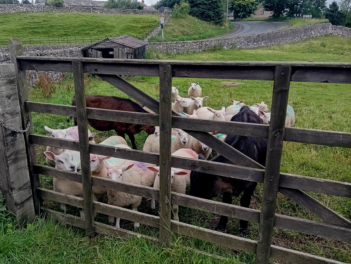 LordBriRobert1's tweet image. Lambs & calves in a local field, just put out to graze.
They saw me coming from up the road & decided I probably had a bag of feed for them (unlucky).
These animals will be well cared for & mostly grass fed, before ending up in the shop on the same farm.
Field to fork in action.