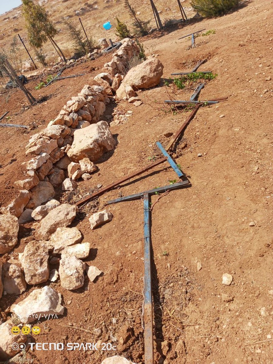 مستوطنون يعتدون على أراضي الأهالي في خلة الحمص جنوب يطا، ويتلفون عشرات الشتلات الزراعية بعد إطلاق مواشيهم للرعي فيها.