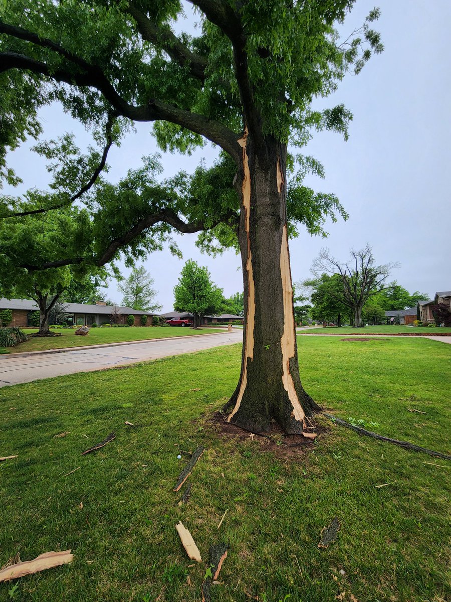 OreboundImages's tweet image. Remembering that time when #lightning likely sent a whole bunch of squirrels to Jesus after striking a tree near our AirBnB joint north of OKC 😂😱⚡️
#storms #lightningstrikes