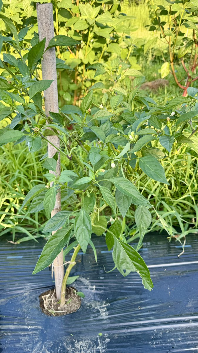 🧑‍🌾畑の様子
ししとうの整枝とわき芽かき。この暑さなので勢いをつけたいので実を落として整えてます。やり方は合ってるか分からないけど、ピーマンや万願寺とうがらしと同じ感じと想像しながらやってみた。どうなるか楽しみ。

👈実施前     👉実施後