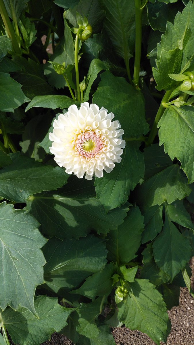cruthth's tweet image. 箸休め🌺ダリア🌺
take a break🌺beautiful dahlia🌺