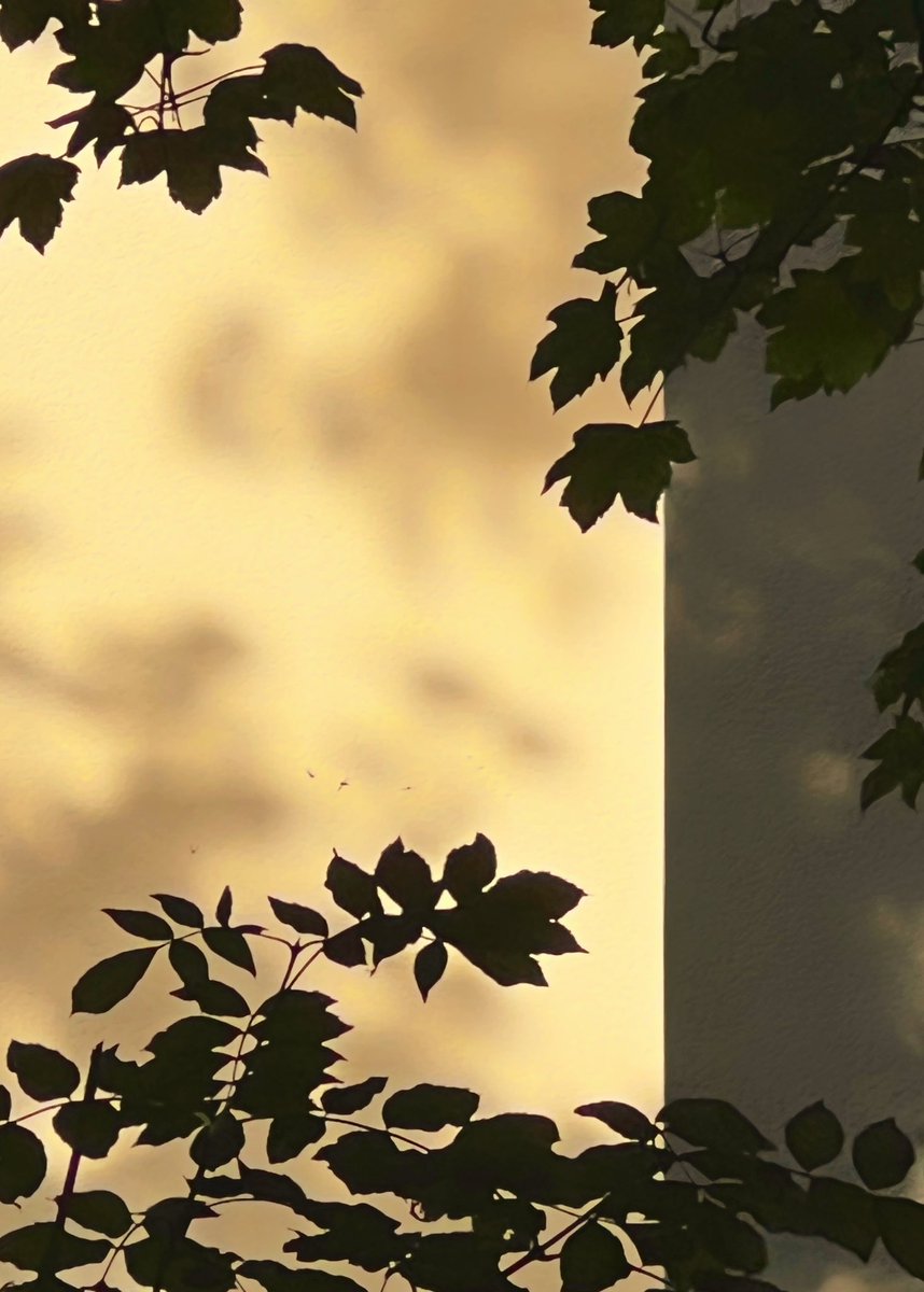 mark_lj's tweet image. A wee phone shot from the beer garden @TheColintonInn yesterday as I contemplated life